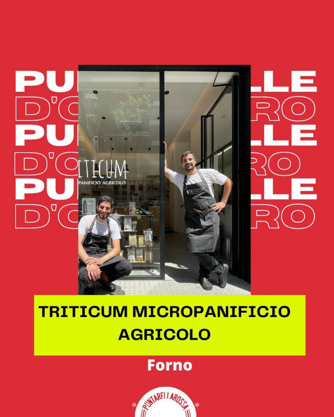 triticum puntarella rossa